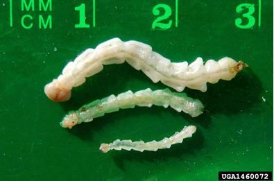 EAB Larval Stages