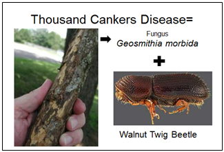 Thousand Cankers Disease