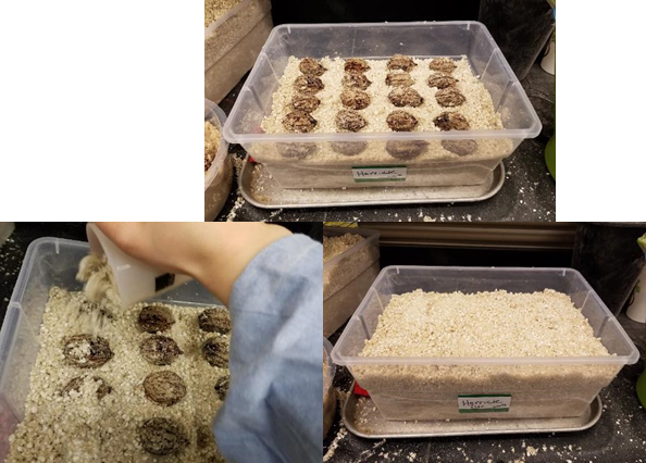 Image of seeds in filled trays