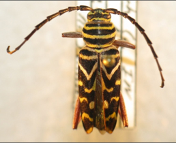 Painted Hickory Borer