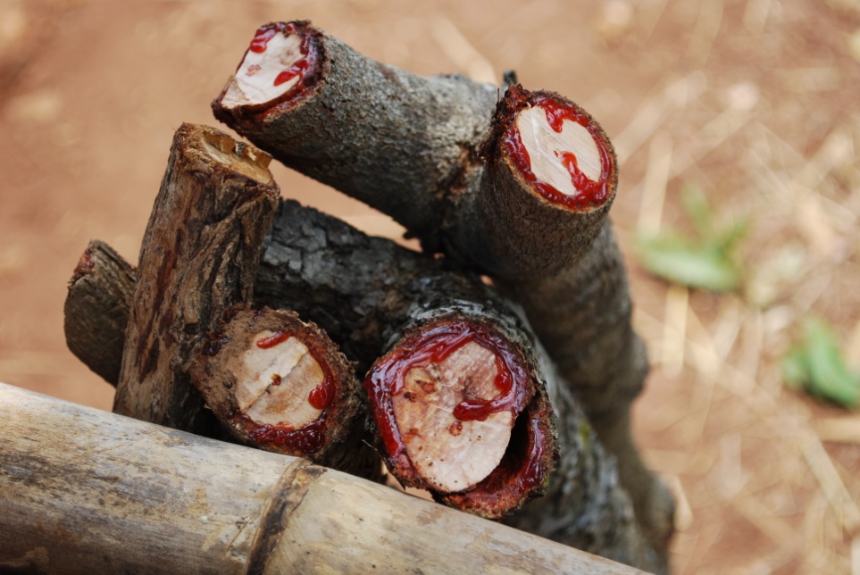 injured Pterocarpus angolensis