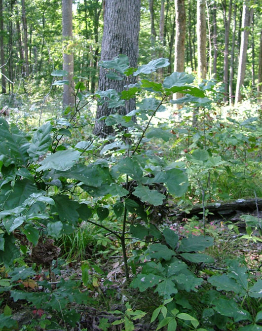 Overstory removal should not take place until oak seedlings are 4.5 feet tall or taller