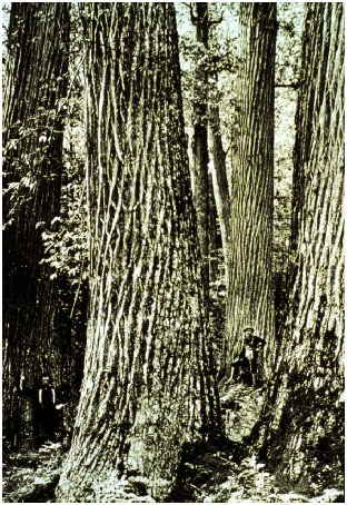Old-Growth