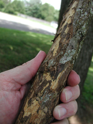 Dark staining caused by Geosmithia cankers