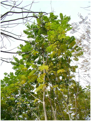 Hybrid butternut trees