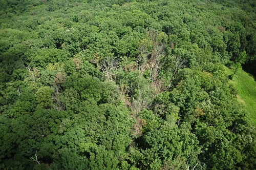 aerial photo of forest with dead trees in canopy