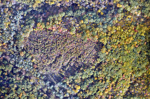 Drone view of Morgan-Monroe State Forest.