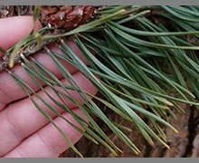 Virginia pine needles
