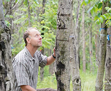 Doug Jacobs with a butternut tree that has been infected with stem canker.