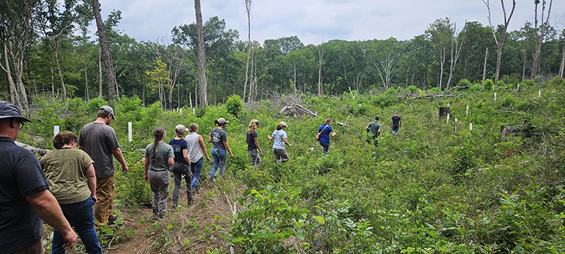 ICP attendees cross a large regeneration opening where walnut and oak have been planted and protected from deer with tree tubes.