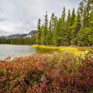 Photo of forest landscape with lake provided by USDA Forest Service website.