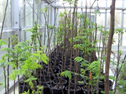 Black walnut seedlings in lab.