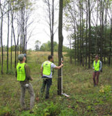 Students measuring tree trunk at FNR property, research includes genotype and chemotype based methods.