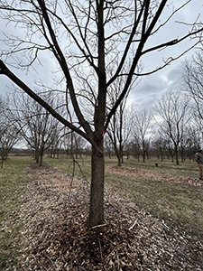 Photo of a tree at Lugar Farm.