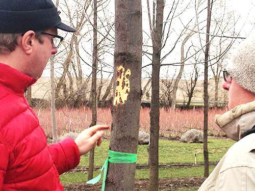 Professor and scientists assessing trees at Nelson property.