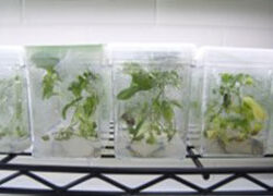 Research with tree seedlings in lab, molecular tree physiology.