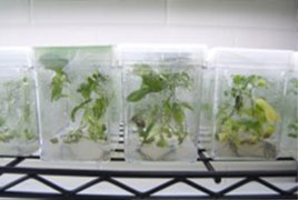 Research with tree seedlings in lab, molecular tree physiology.