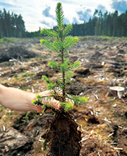 Person holding a tree plant in the research plot in Sweden.