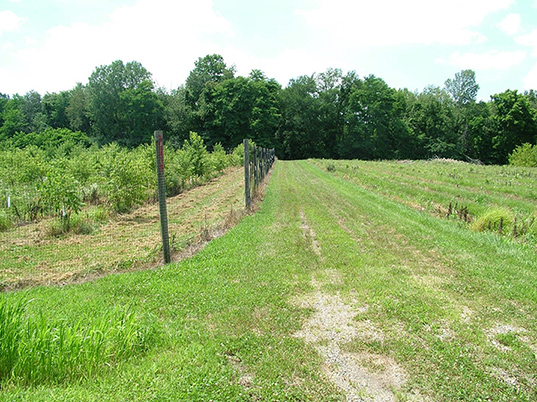 Black Walnut, black cherry, red oak and white oak seedlings three seasons after planting.