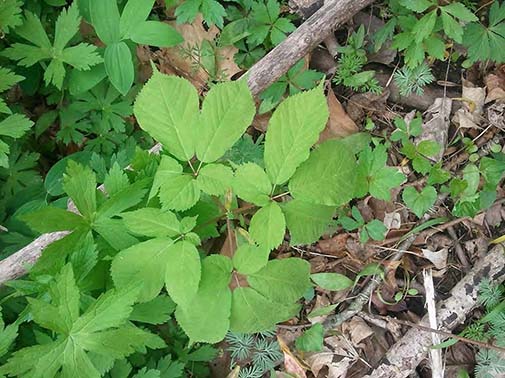 Photo of a ginseng plant.