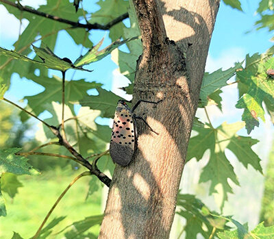 Spotted lantern fly on tree.