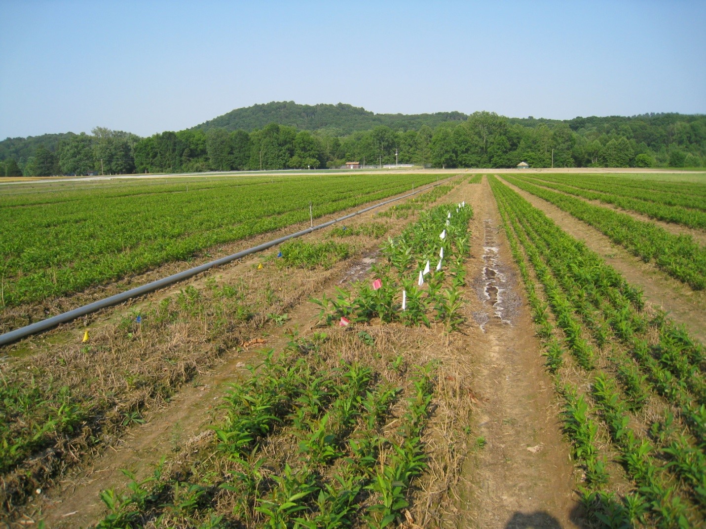 Young seedlings in seedbed at Vallonia.