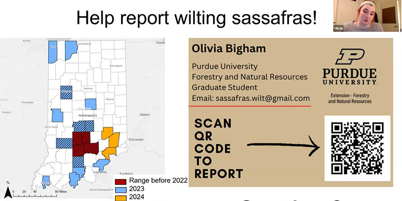 Olivia Bigham (upper right) presented a webinar on Sassafras Wilt as part of the Emerald Ashborer University webinar series.