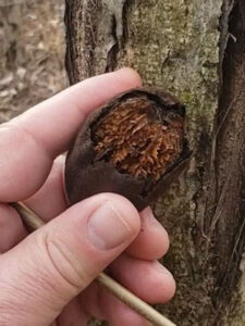 A cracked butternut husk, showing the inner nut.