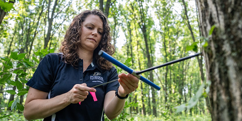 Dr. Morgan Furze obtains a core sample from a tree.