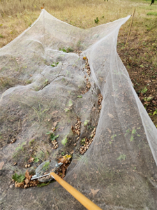 Catch-nets in use at the Jasper-Pulaski State Nursery northern red oak subline orchard. Nets slow the rate of seed predation and increase harvest efficiency, especially at remote locations. 