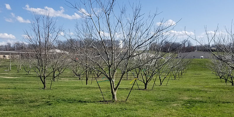 The HTIRC/Hoosier National Forest pure butternut orchard in Huntingburg, Indiana