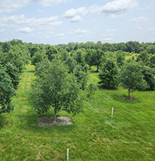 An overhead image of the HTIRC's elite white oak orchard at Richard G. Lugar Farm.