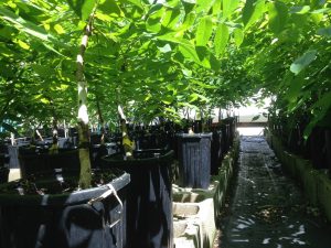 Graft-union-300x225 Testing Efficacy of Underplanting and Enrichment Plantings for Stand Regeneration In Hardwood Forests<br />