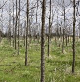 Nut-Plantation-164x169 Economic Analysis of Growth & Yield and Thinning Decisions on Hardwood Plantations<br />