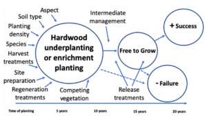 Figure 2. Factors that help to explain relative success of underplanting and enrichment plantings.