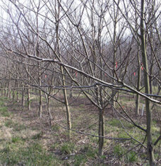 young-trees-tagged-improvement-project-h338-228x235 young-trees-tagged-improvement-project
