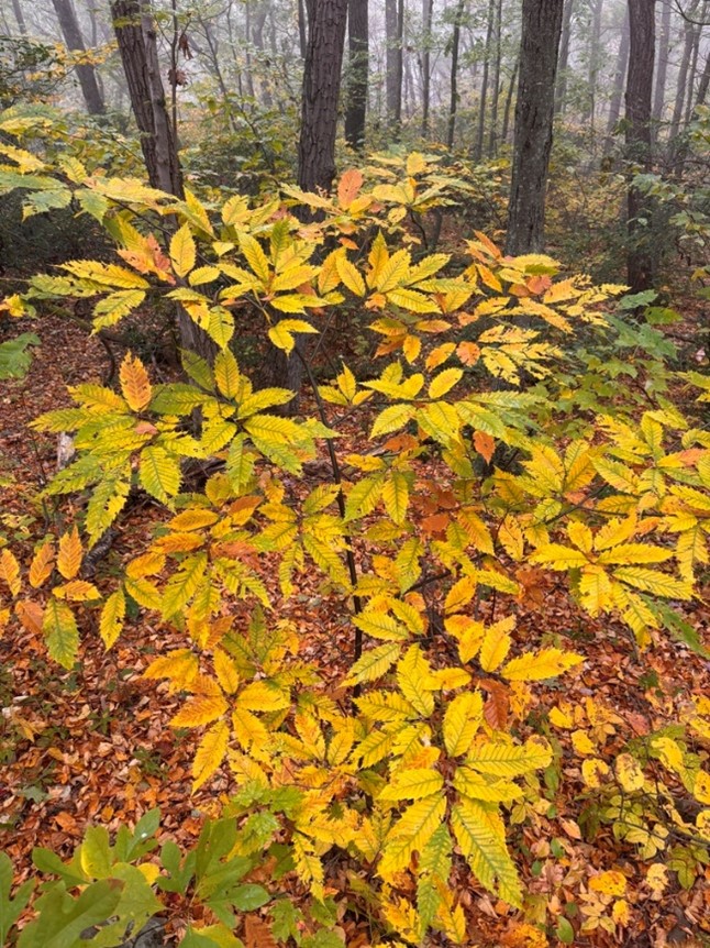 An example of American chestnut fall coloration