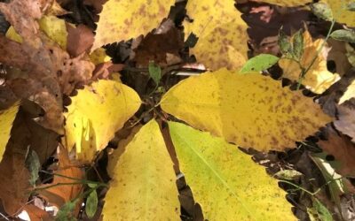 HTIRC Mid-Season Breeding Update