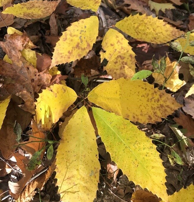 HTIRC Mid-Season Breeding Update