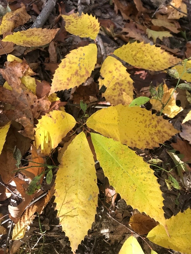 An example of American chestnut fall coloration. Even small stump sprouts can be grafted into HTIRC seed orchards.