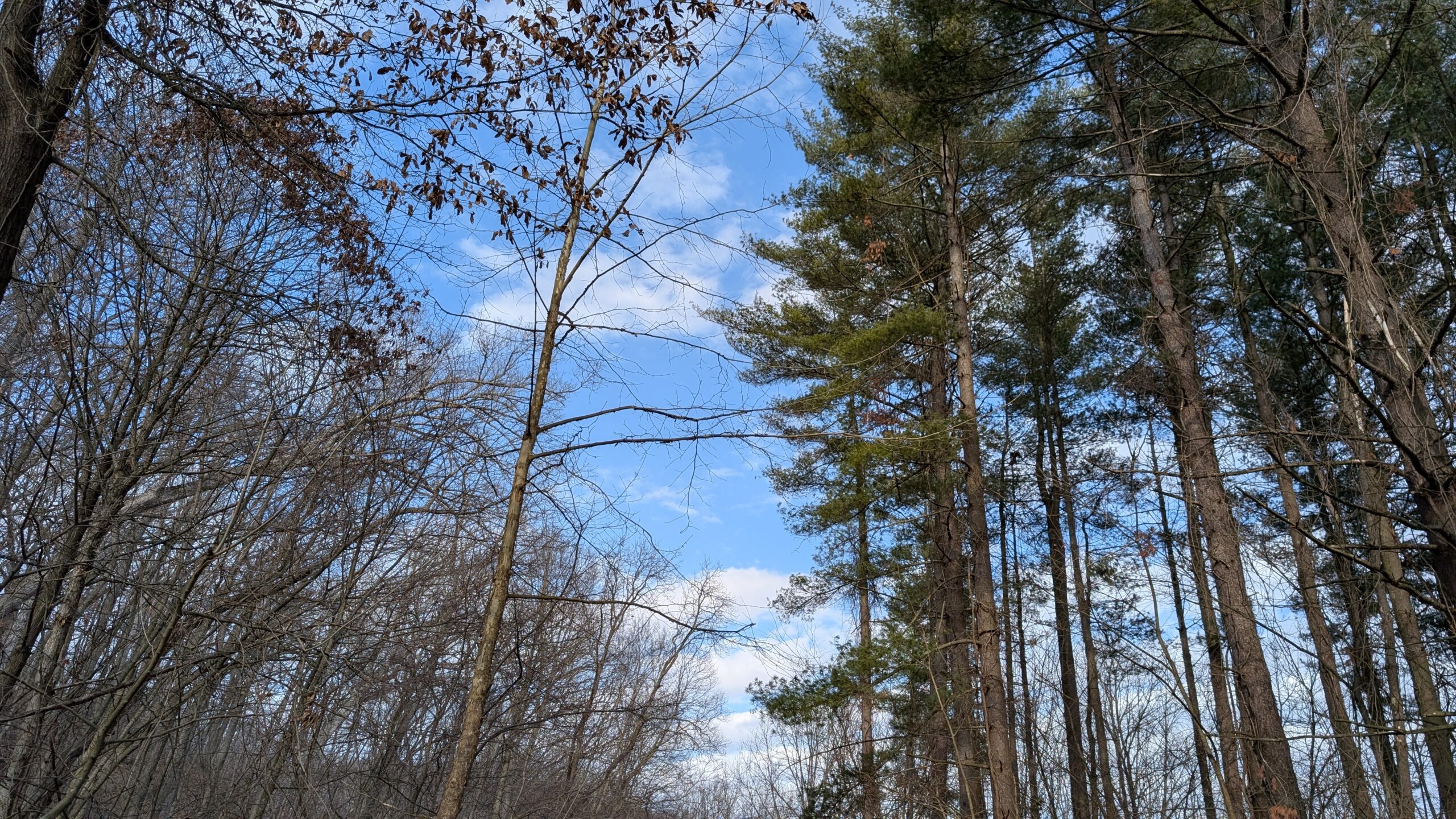 HTIRC Partners with Tree Pro to Distribute Hardwood Seedlings
