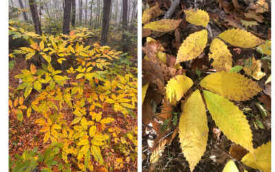HTIRC Mid-Season Breeding Update