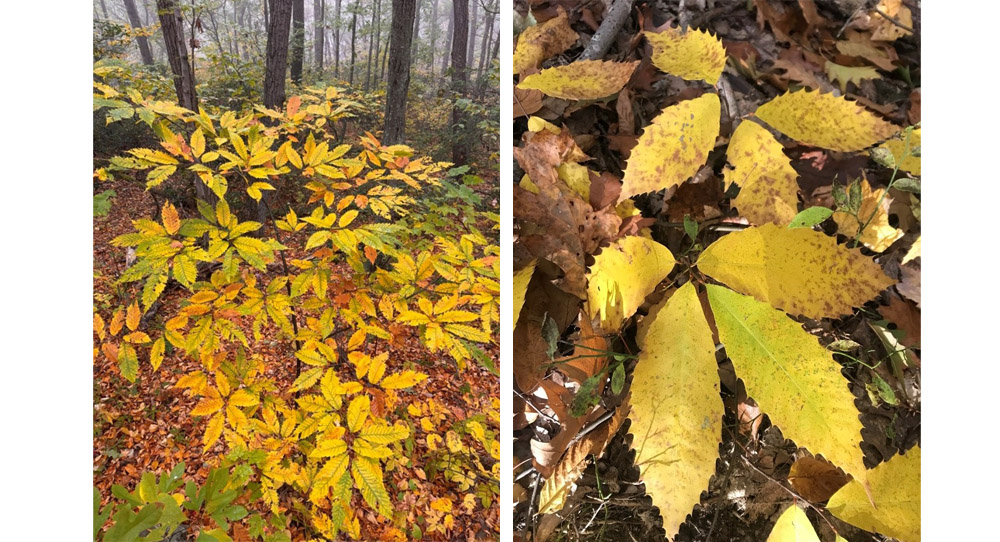 Two examples of American chestnut fall coloration. Even small stump sprouts like the one in the right hand picture can be grafted into HTIRC seed orchards. 