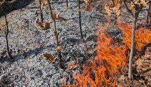 Burning of a plot of white oak seedlings.