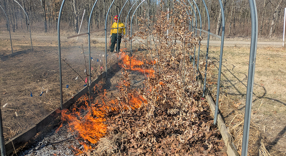 Researchers burned white oak plots as part of a project which is looking at the physiology of white oaks and the trees' response to drought and prescribed fire.
