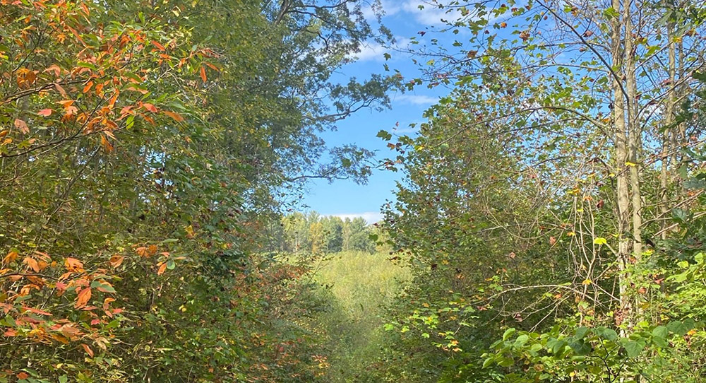 Fall foliage in the forest