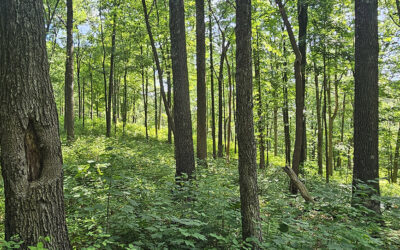 Modeling Tree Neighborhood Interactions and Their Effects on Hardwood Growth and Regeneration