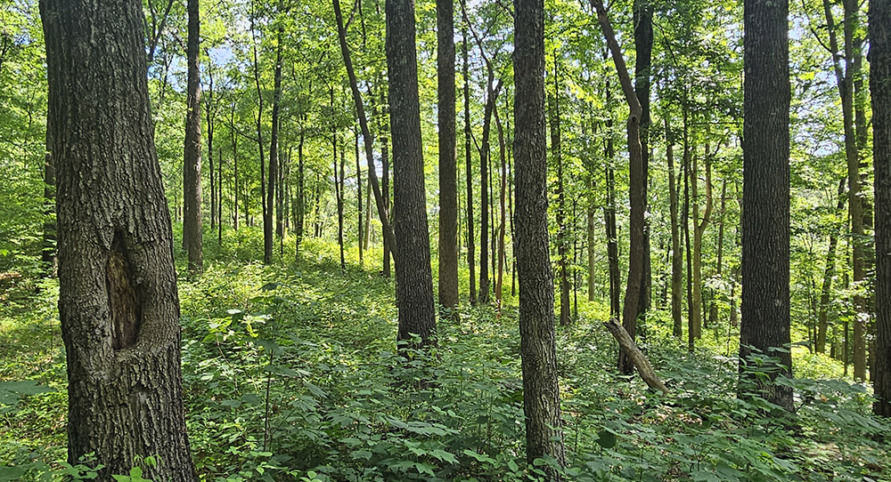 Modeling Tree Neighborhood Interactions and Their Effects on Hardwood Growth and Regeneration