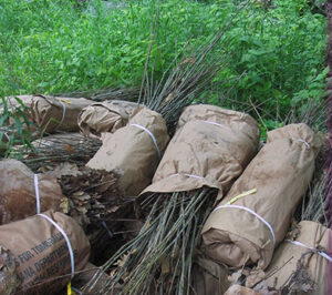 Bags of bareroot seedlings