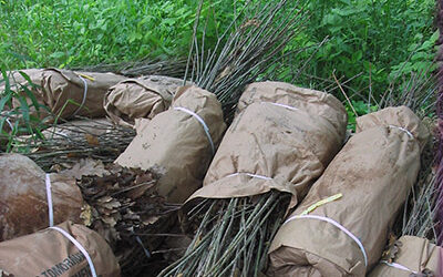 Planting Conservation Seedlings – Steps to Success